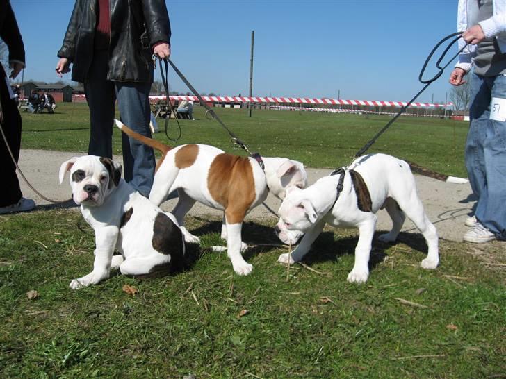 Amerikansk bulldog Basil - Her sammen med min bror Boomer og min søster Bertha... billede 11