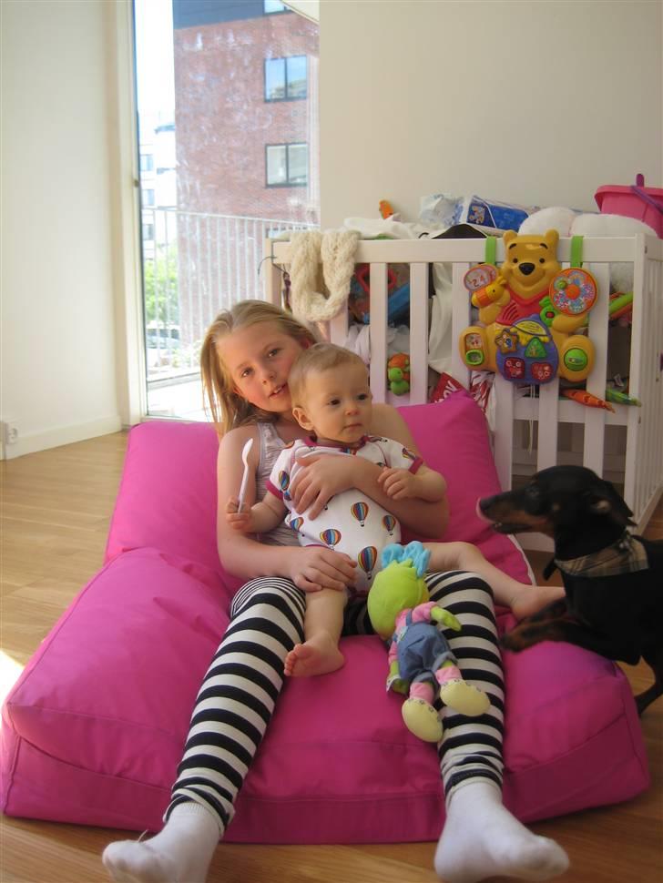 Dvaergpinscher Killer billede 10