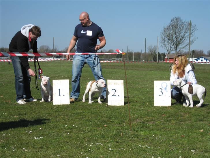 Amerikansk bulldog Basil - Blå roset, tillykke Basil, ...tak...må jeg lege videre nu???...:o) billede 12