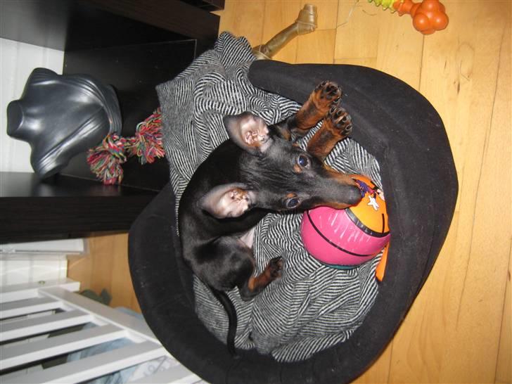 Dvaergpinscher Killer billede 11