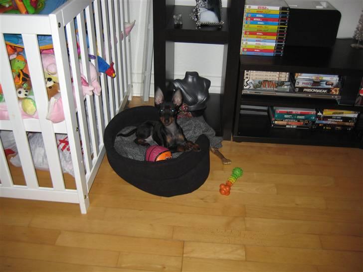 Dvaergpinscher Killer billede 12