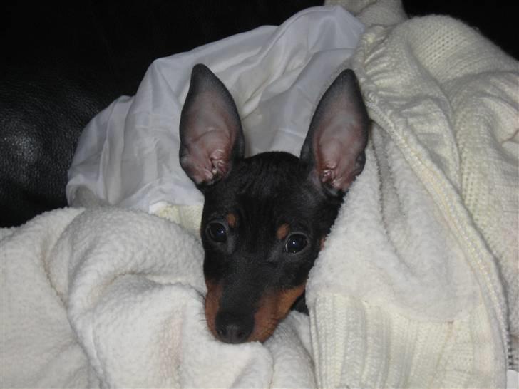 Dvaergpinscher Killer billede 13