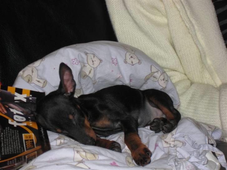 Dvaergpinscher Killer billede 14