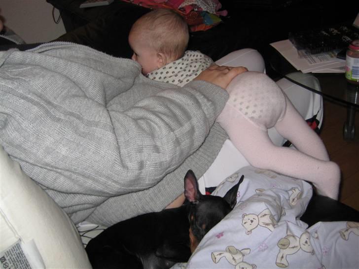 Dvaergpinscher Killer billede 15