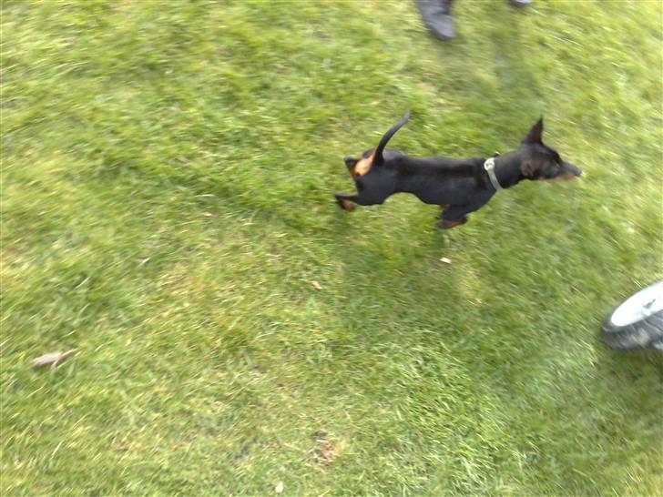 Dvaergpinscher Killer billede 17