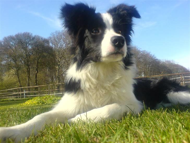 Border collie Lady Gaia billede 1