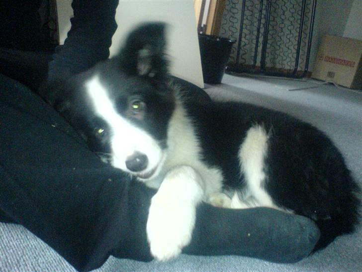 Border collie Lady Gaia billede 2