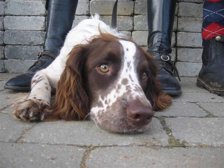 Field Trial spaniel Chester billede 18