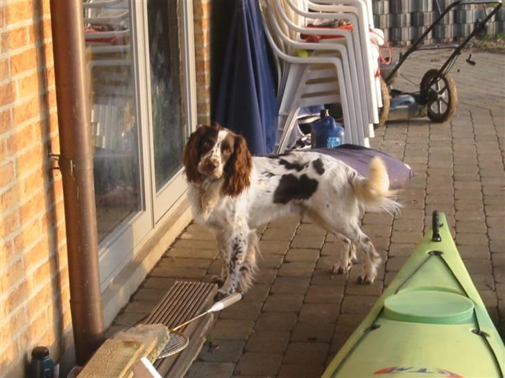 Field Trial spaniel Chester billede 19