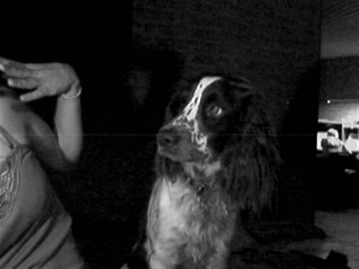 Field Trial spaniel Chester billede 20