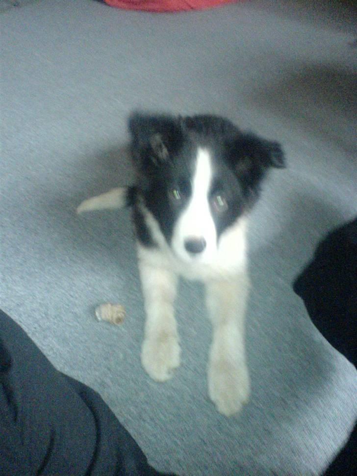 Border collie Lady Gaia billede 3