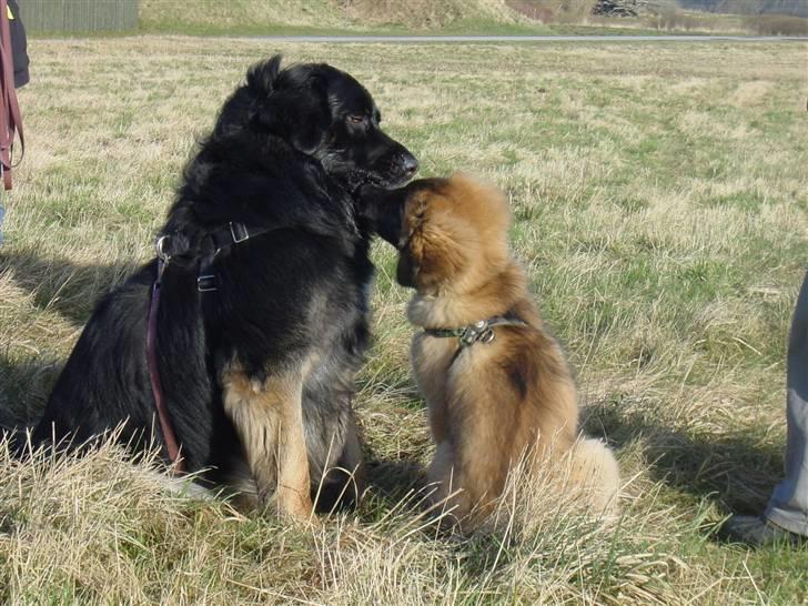 Leonberger Leodania´s Phaona Shewolf billede 4