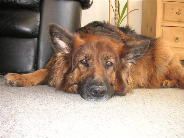 Schæferhund Kiwi - Kiwi forår 2007 billede 2