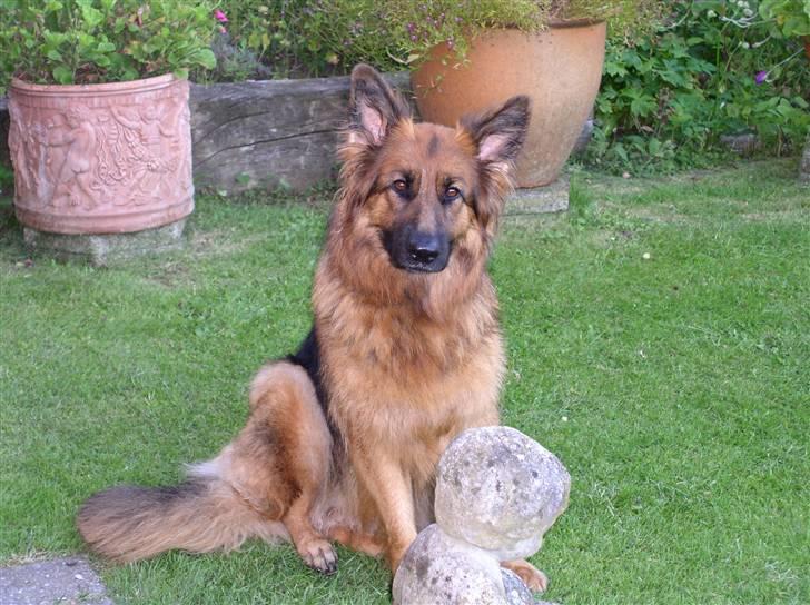 Schæferhund Kiwi - Kiwi 1½ år billede 3