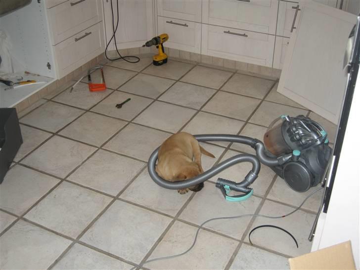 Dogue de bordeaux Bob - Ja, jeg ved ikke med jer, men jeg kan sove alle steder.. billede 8