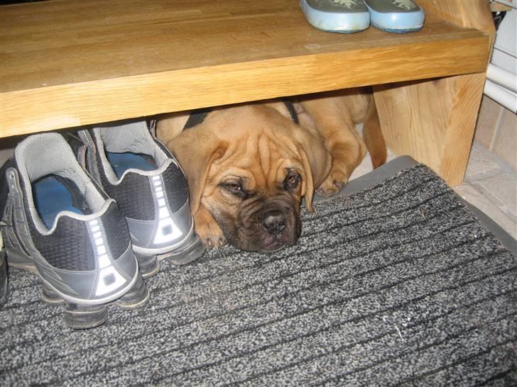 Dogue de bordeaux Bob - Så er der ikke nogen der kan find mig....Så længe det vare :P billede 9