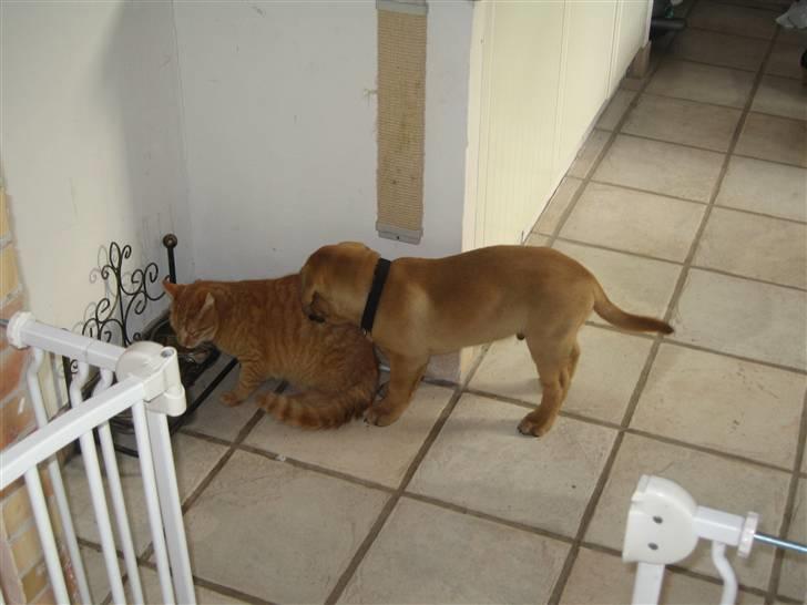 Dogue de bordeaux Bob - Skal vi være venner? billede 10