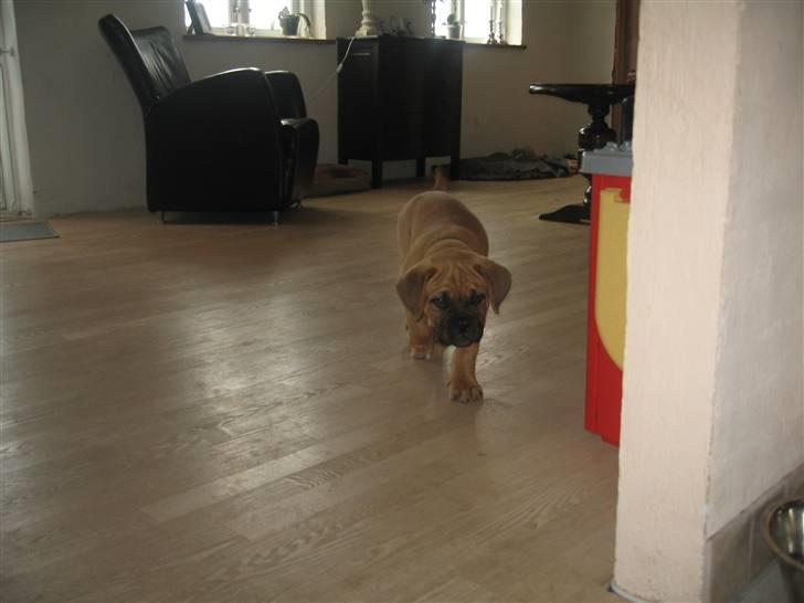 Dogue de bordeaux Bob - ja ja, kommer nu... billede 11