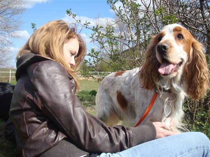 Cocker spaniel Chico - dejligt billed XD billede 13