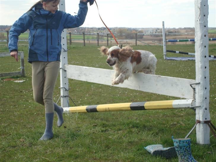 Cocker spaniel Chico - super dupper chico <3 billede 14