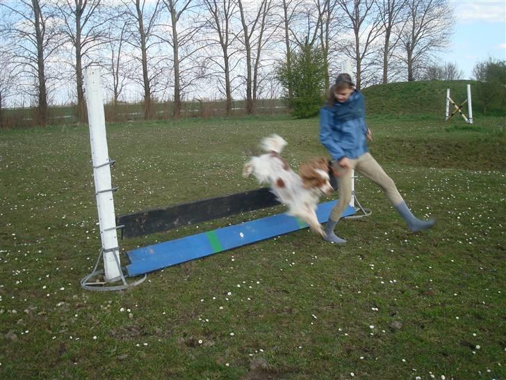 Cocker spaniel Chico - hehe tosser <3 billede 15