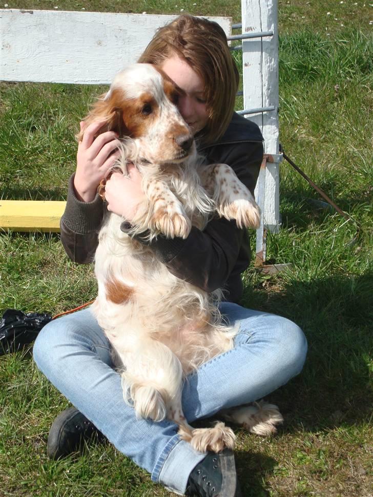 Cocker spaniel Chico billede 16