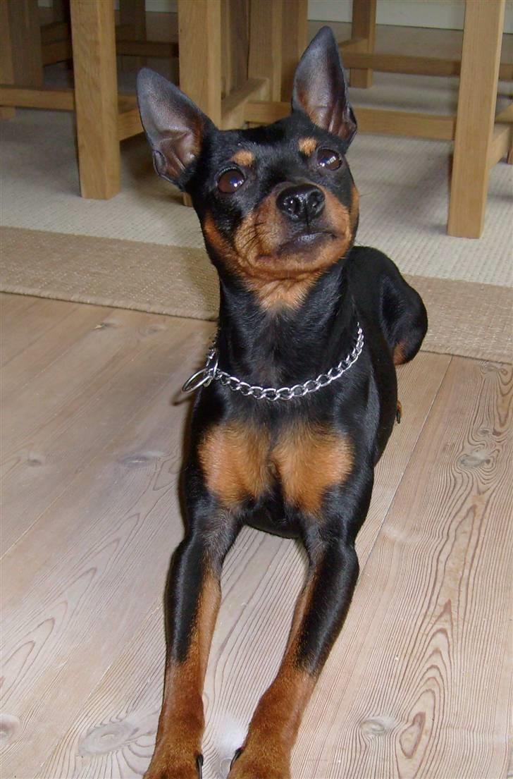 Dvaergpinscher King (2003 - 2016) billede 5