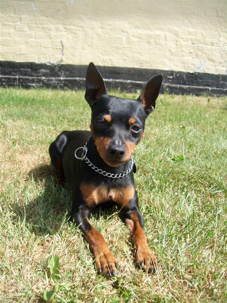 Dvaergpinscher King (2003 - 2016) billede 8
