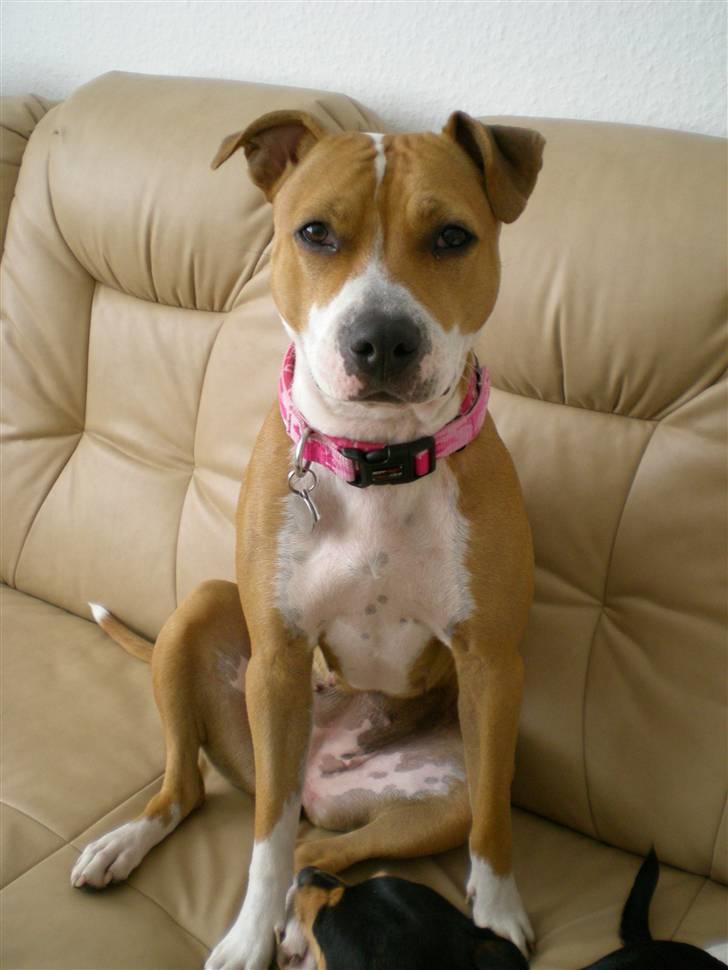 Amerikansk staffordshire terrier Molly billede 1