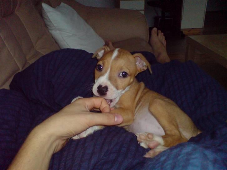 Amerikansk staffordshire terrier Molly - Molly leger med far. :) billede 2