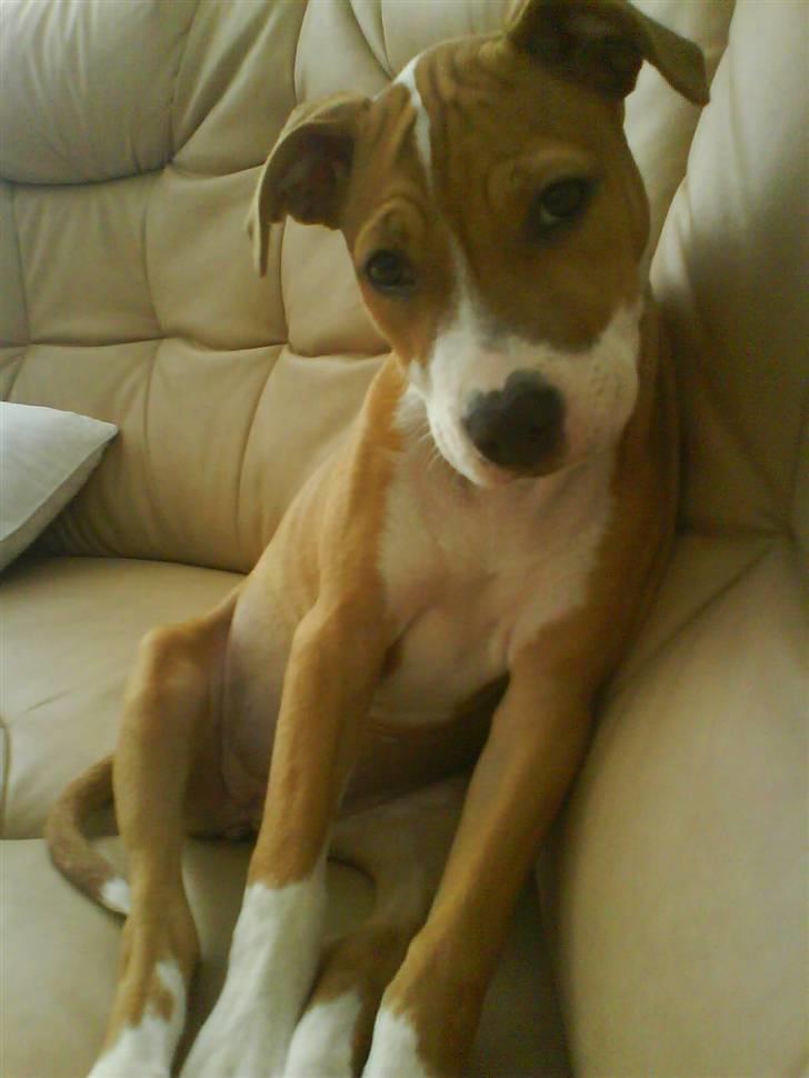 Amerikansk staffordshire terrier Molly billede 3