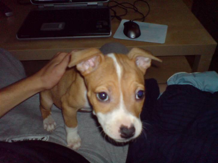 Amerikansk staffordshire terrier Molly - Er jeg ikk bare søøød? :D billede 4