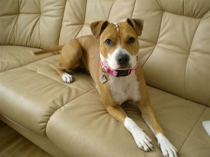 Amerikansk staffordshire terrier Molly billede 5