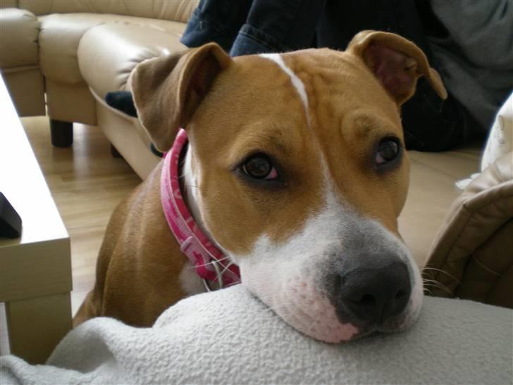 Amerikansk staffordshire terrier Molly billede 6