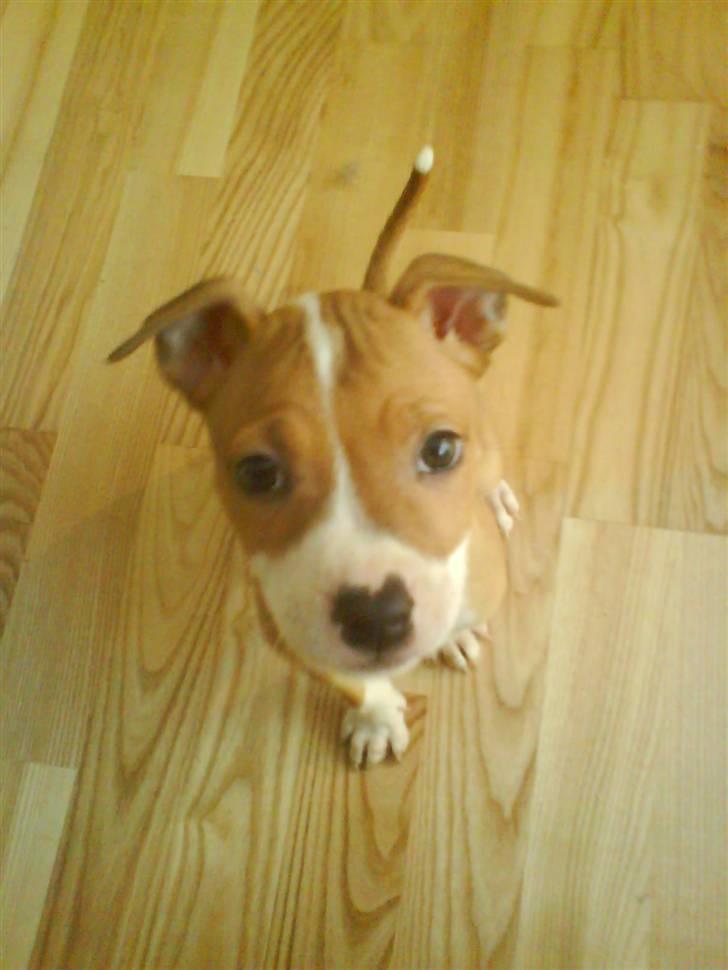 Amerikansk staffordshire terrier Molly billede 7