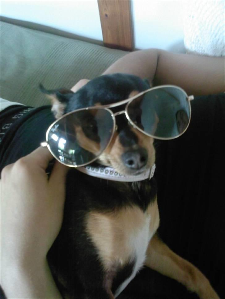 Blanding af racer Julle - Julle <3 billede 1