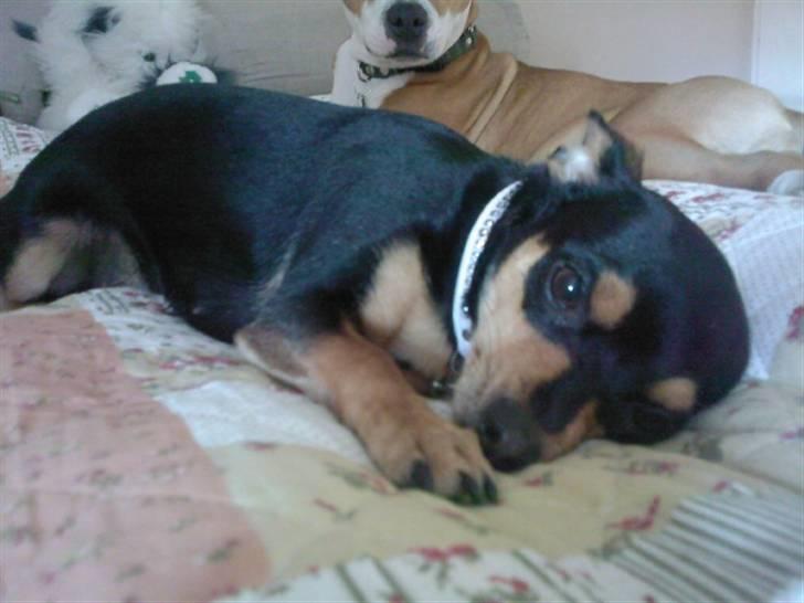 Blanding af racer Julle billede 2