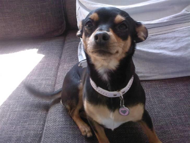 Blanding af racer Julle billede 3