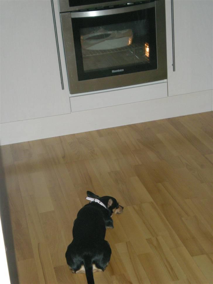 Blanding af racer Julle - Venter pænt på at chokoladekagen er færdig ;) billede 4