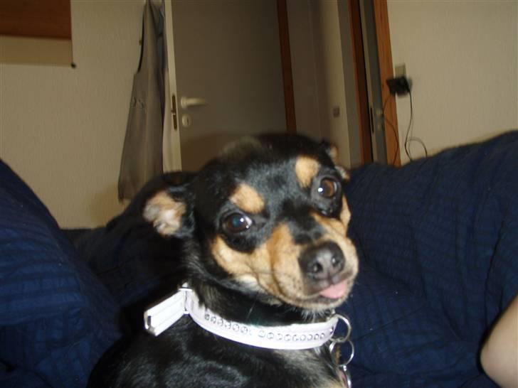 Blanding af racer Julle - Julle rækker tunge :P billede 5