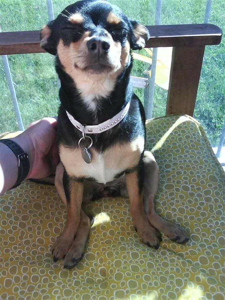 Blanding af racer Julle - Julle nyder solen på vores altan ! ( Sidder hun iik bare helt vildt skønt ? ) *Griner* billede 6