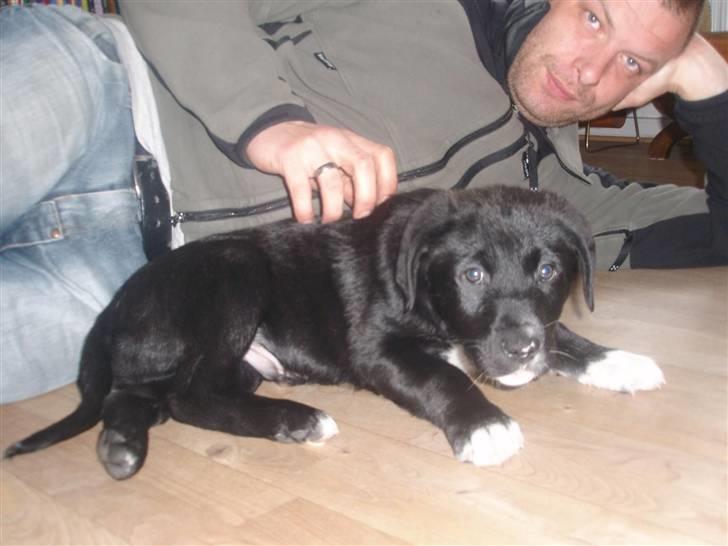 Blanding af racer Balder - Balder 8 uger billede 1