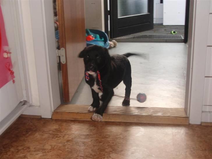 Blanding af racer Balder - Balder 8 uger og glad for sit legetøj billede 2