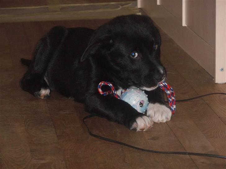 Blanding af racer Balder - Balder 8 uger  billede 3