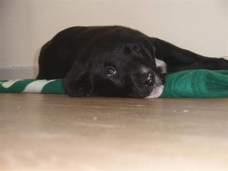 Blanding af racer Balder - Balder 8 uger billede 4