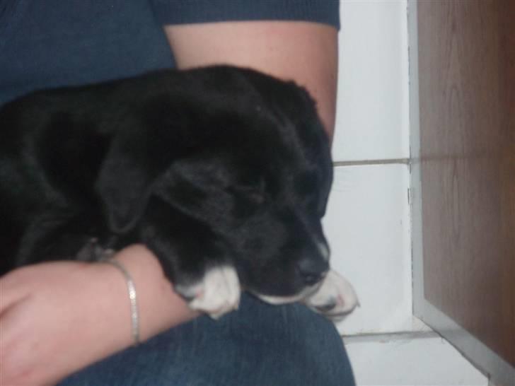 Blanding af racer Balder - Balder 8 uger billede 5