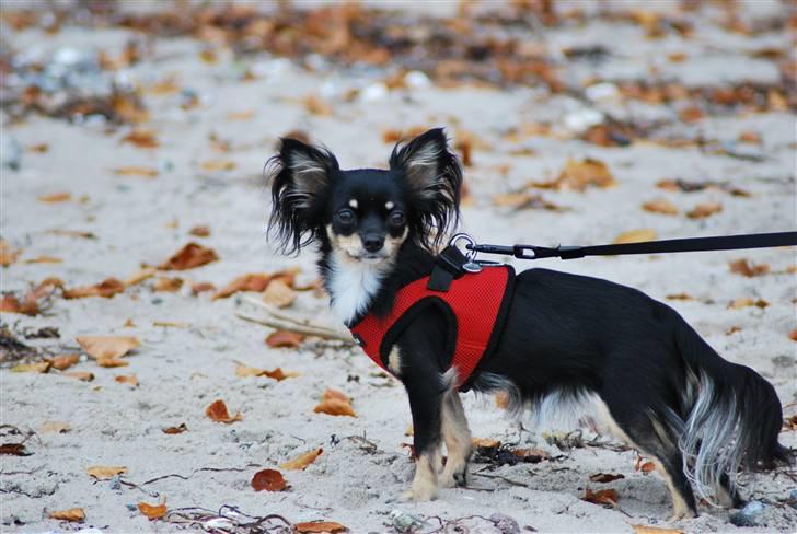 Chihuahua Silke - Velkommen til min profil. Jeg hedder Silke. billede 1