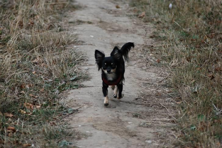 Chihuahua Silke - Nu kommer jeg... mor. billede 2