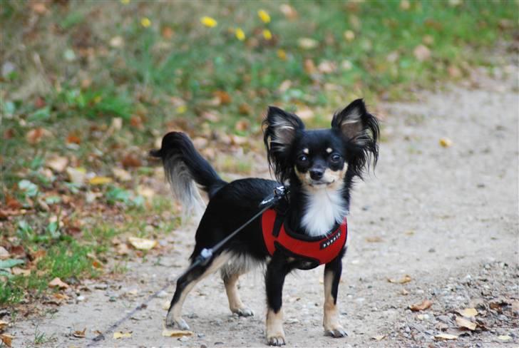Chihuahua Silke - Jeg elsker at være ude og gå tur. billede 3