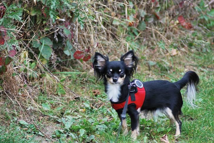 Chihuahua Silke billede 4